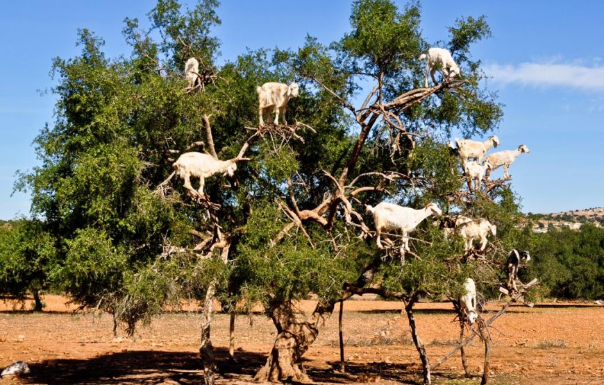 Journée à Essaouira Mogador et visite de la coopérative d’arganiers au départ de Marrakech