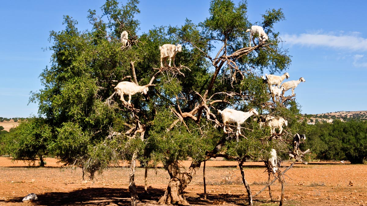 Essaouira : Day trip from Marrakech, visit of an argan factory