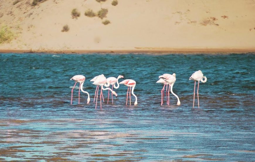 Agadir (region) : Souss Massa park visit