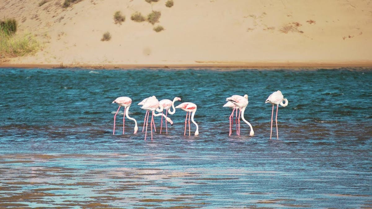Agadir (region) : Souss Massa park visit