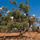Chèvres dans les arbres