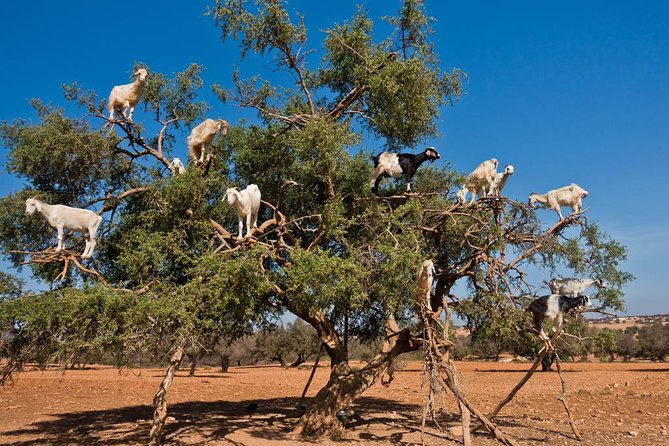 Chèvres dans les arbres