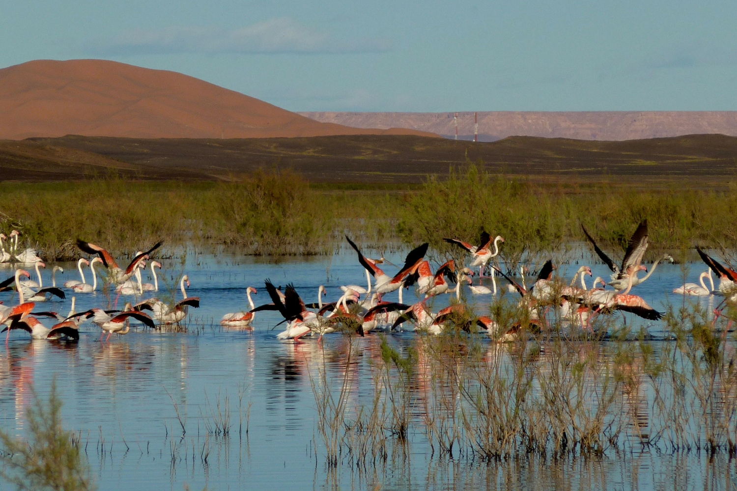 El Jadida (région) : Observation d’oiseaux à Oualidia