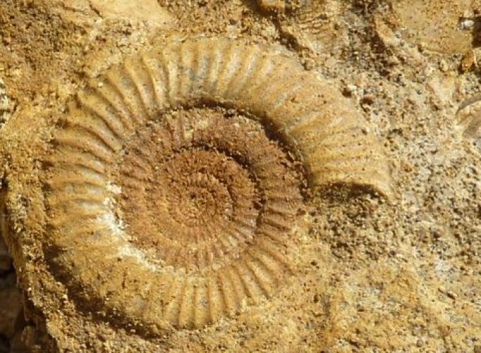 Merzouga : Fossils hunting