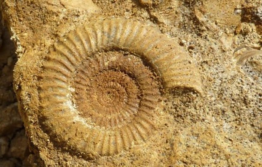 Merzouga / Erg Chebbi : Chasse aux fossiles