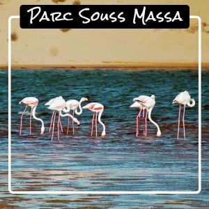 top-5-agadir-parc-souss-massa